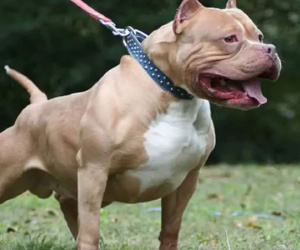 Vụ chó Pitbull 40kg cắn chết chủ: Gia đình đã mang chó đi tiêu hủy