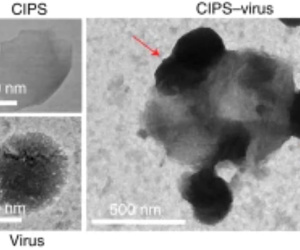 Trung Quốc phát triển vật liệu nano hứa hẹn diệt mọi biến thể SARS-CoV-2