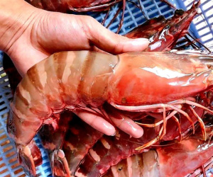 Đắt hơn tôm hùm, gần 3 triệu/kg, khách ăn 'bon mồm' chờ mua bằng được