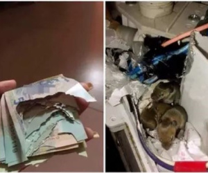 Lén giấu quỹ đen sau lưng vợ, anh chồng tá hỏa vì sự cố không ngờ