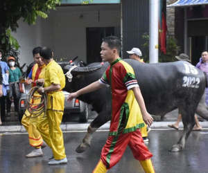 Ban tổ chức lễ hội chọi trâu Đồ Sơn lên tiếng nghi vấn trâu chọi bị tiêm chất kích thích, mất kiểm soát