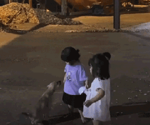 Thấy bạn bị dọa bỏ chạy, bé gái vung tay đánh cả chó, hành động tiếp sau đó khiến dân tình 'phát hoảng'