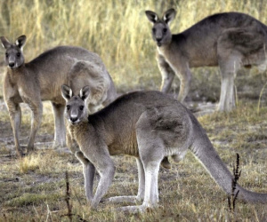 Người đàn ông bị kangaroo mình nuôi tấn công đến chết