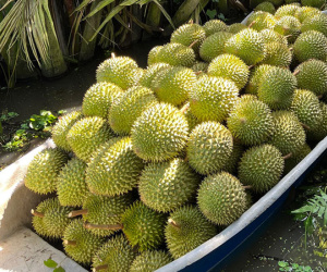 Dân Trung Quốc sính hàng hiệu, sầu riêng Việt vẫn đang vô danh
