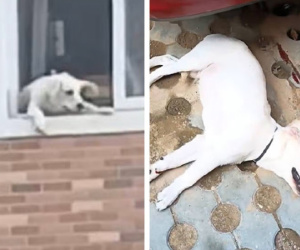 Cãi nhau với chồng, vợ ném luôn chó cưng từ tầng 4 qua cửa sổ khiến dân mạng dậy sóng