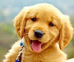 3 con giáp 'thần sầu tình yêu', mù quáng đến khờ dại