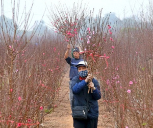 Trình phương án nghỉ Tết Nguyên đán 7 ngày