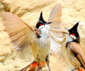 Mang cặp chim quý 19 triệu đồng đi giao dịch, bất ngờ bị 'đối tác' cướp
