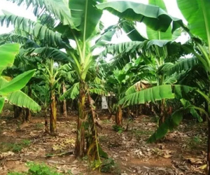 Hé lộ nguyên nhân vụ thi thể cụ bà 95 tuổi bị chôn trong vườn nhà con trai