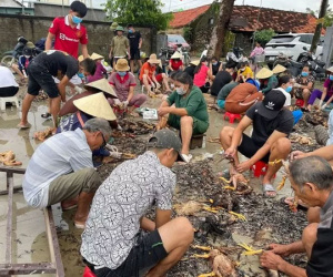 4.000 con gà chết vì mưa lũ, cả làng đến giúp chủ trang trại sơ chế