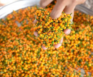 Loại quả gia vị đắt nhất thế giới từng có giá hơn nửa tỷ đồng/kg, người Việt mang tặng miễn phí