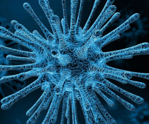 Một virus khỉ khác 'đang sẵn sàng lây sang người'