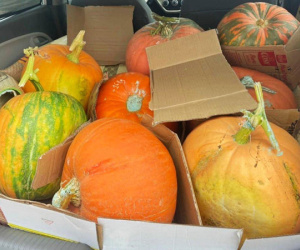 Bí ngô Halloween: Quả khổng lồ giá 7,5 triệu, loại xấu cũng đắt như tôm tươi