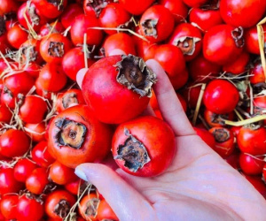 Hồng cổ đỏ chót như cà chua bi, dân Hà thành ồ ạt chốt đơn