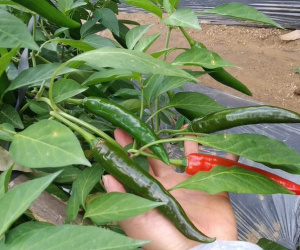 Bất ngờ khi Việt Nam nhập ớt Trung Quốc, tồn dư hóa chất diệt côn trùng