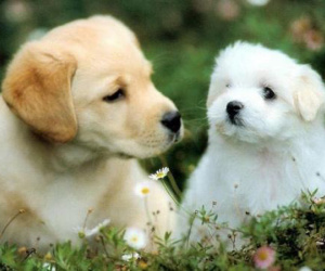 Tử vi dự báo trong 5 ngày tới, 3 con giáp con đường làm giàu rộng mở, được Thần Tài sẽ 'đến ủng hộ'
