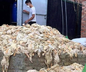 Thực hư thông tin 6 vạn con vịt bị chết do mưa lũ ở Nghệ An
