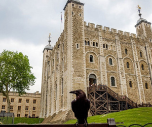 Truyền thuyết về loài quạ đen bảo vệ tháp London và nước Anh khỏi sụp đổ