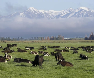 New Zealand lên kế hoạch đánh thuế gia súc ợ hơi