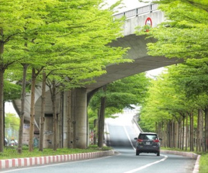 Bộ Công an yêu cầu định giá cây xanh các loại trên địa bàn Hà Nội giai đoạn 2016-2018