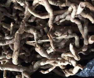 Sự thật về rượu thuốc, rượu ngâm động vật giúp nam giới ‘khỏe như mãnh hổ’