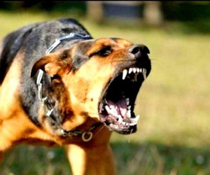 Một phụ nữ tử vong sau 13 ngày bị răng chó dại đã chết cứa vào tay