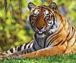 Cuối tháng 9 Âm lịch: Người sao Kế Đô 'hứng xô' lộc lá