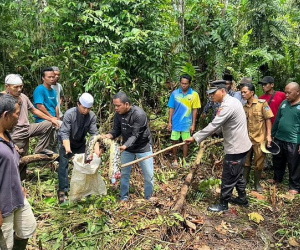 Tìm kiếm người phụ nữ mất tích, dân làng phát hiện trăn khổng lồ bụng phình to, sự thật bàng hoàng được hé mở khi mổ bụng trăn