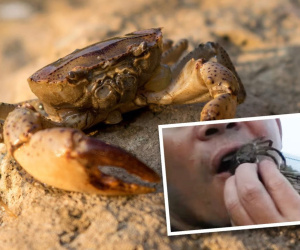 Ăn cua sống để... trả thù con gái bị cua cắp, người đàn ông đổ bệnh thập tử nhất sinh