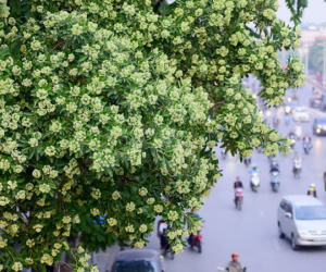 Hà Nội sắp di chuyển loạt cây hoa sữa cổ thụ khỏi phố Nguyễn Chí Thanh?
