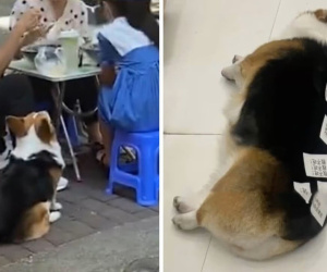 Corgi béo phì vì được cho ăn quá nhiều, chủ phải viết thông điệp 'đừng cho ăn' dán lên người