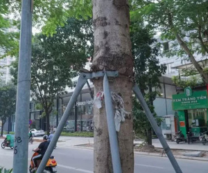 Rà soát toàn thành phố việc 'bức tử', 'siết cổ' cây xanh