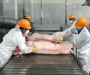 Giá lợn hơi đi xuống, rời xa mốc 60.000 đồng/kg, tiêu thụ vẫn chậm