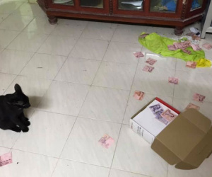 Mèo cưng nghịch ngợm trèo lên tủ, vô tình hé lộ bí mật gây choáng của chủ