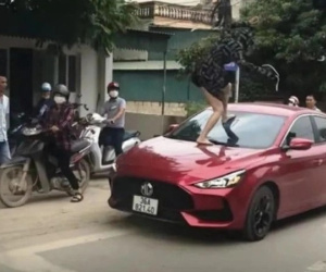 Người vợ đạp vỡ kính ô tô, cắn đứt tai 'tình địch' bị khởi tố