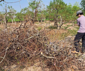 Đào Tết chết hàng loạt không rõ nguyên nhân ở Thái Bình