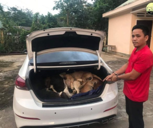 Cựu giám đốc lái ôtô trộm 38 con chó: 1 đồng phạm ra trình diện