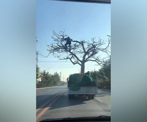 Clip: Ngỡ ngàng với cách người đàn ông giữ thăng bằng cho cây trong lúc vận chuyển