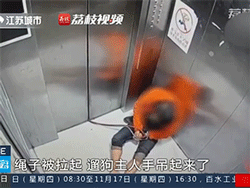 Say rượu, người đàn ông suýt hại bản thân lẫn chó cưng