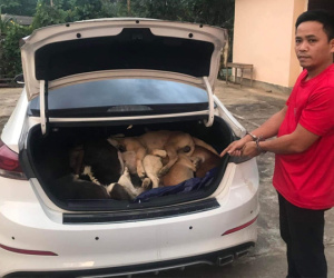 Những con chó bị đánh bả trong cốp xe ô tô của ông giám đốc