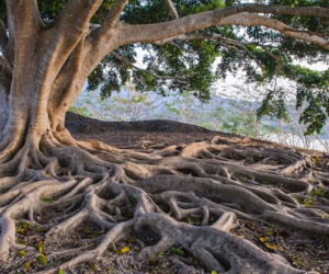 Giật mình thủ phạm gây ra nhiều cuộc đại tuyệt chủng trên Trái đất