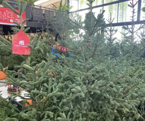 Chi hàng chục triệu đồng nhập cây thông tươi từ châu Âu về trang trí Noel