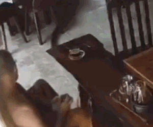 Clip: Rắn hổ mang chúa trườn qua chỗ ngồi, nhà sư có phản ứng khó tin