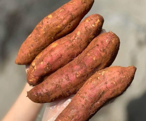 Trung Quốc khó tính ngang Mỹ, 1 củ khoai lang dính đất bị trả cả lô hàng