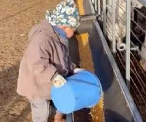 Cậu bé 5 tuổi làm nông khiến dân mạng 'ngả mũ' thán phục