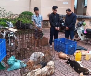 Vừa ra tù, đối tượng lại cùng đồng bọn trộm 3 tấn chó