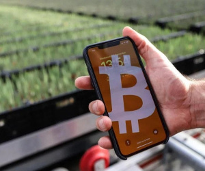 Thị trường tiền ảo 'sập', máy đào Bitcoin được tận dụng để... trồng hoa tulip