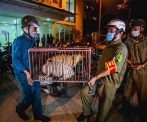 Lập 2 tổ bắt chó thả rông tại phố đi bộ hồ Thiền Quang