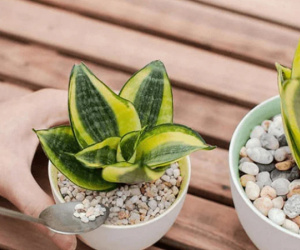Nhà có ban công đừng bỏ trống: Trồng 5 loại cây này sức khỏe đi lên, tài lộc vượng phát
