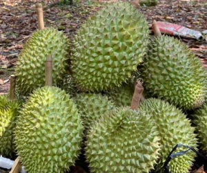 Kỷ lục chưa từng có, xuất khẩu sầu riêng sang Trung Quốc tăng 4.120%